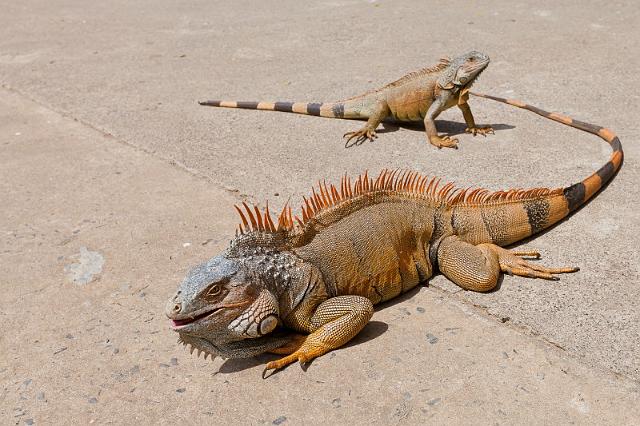 59 Honduras, Roatan, Sherman's Iguanas Refuge.jpg